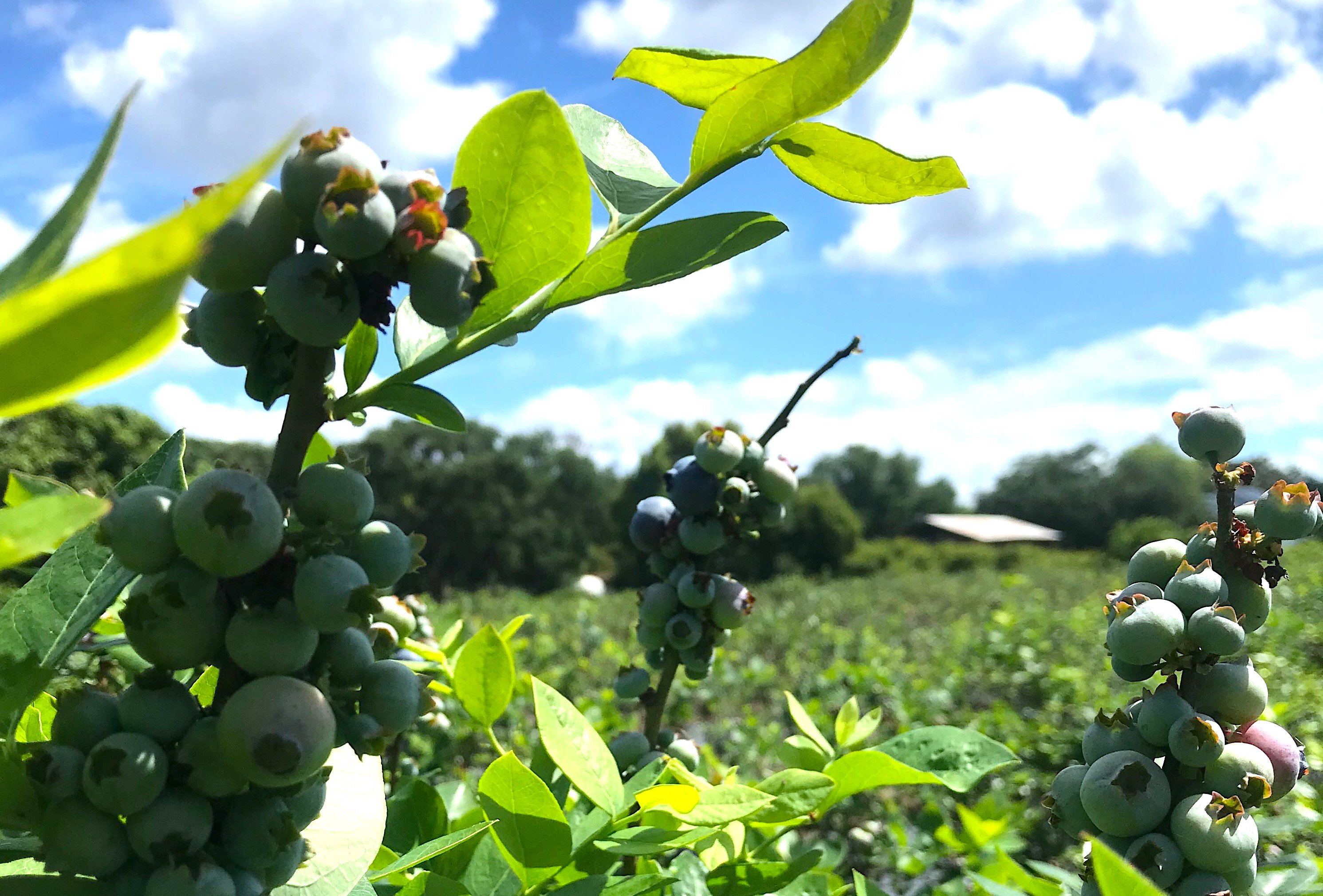 Why Clermont is Home to Some of the Best Blueberry Picking in Florida!